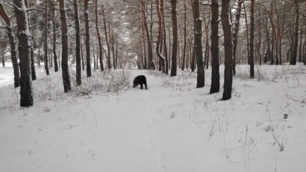 Черный Терьер Русский Черный Терьер Большая Собака Черный Лохматый Пес — стоковое видео