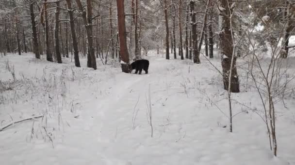 ブラック テリア ロシアのブラック テリア 大きな犬だ ブラック シャギー ドッグ 大きな犬の鼻 犬の銃口と牙 — ストック動画