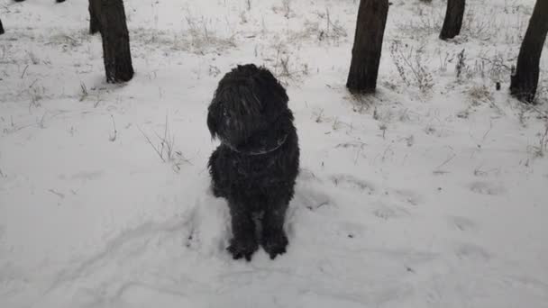 Terrier Negro Ruso Negro Terrier Gran Perro Perro Negro Peludo — Vídeos de Stock