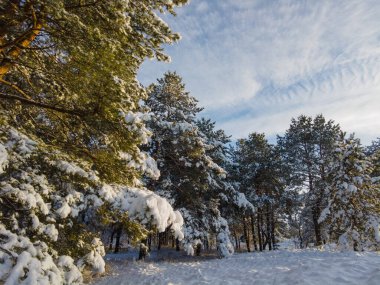 Orman manzarası. Kış ormanı Kardaki ağaçlar. Kışın çam ormanı. Ormanda bir sürü beyaz kar var. Doğal manzara. Yaşlı ağaçlar. Uzun çamlar. Doğa yürüyüşü.