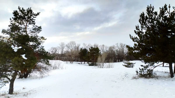나무들 겨울에는 소나무 내렸습니다 나무들 소나무 걸으려면 — 스톡 사진