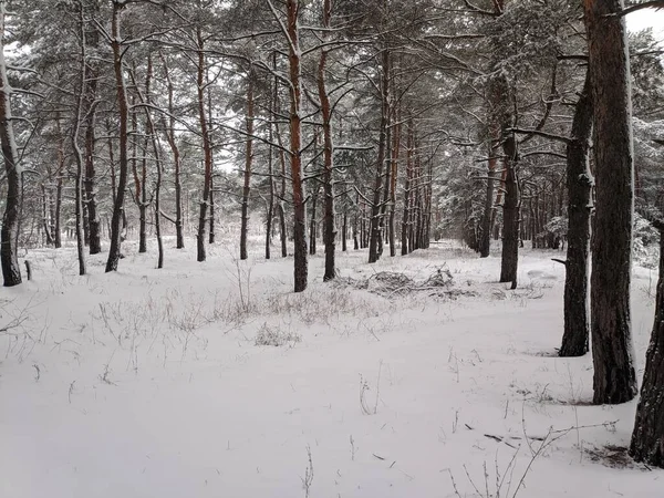 Orman Manzarası Kış Ormanı Kardaki Ağaçlar Kışın Çam Ormanı Ormanda — Stok fotoğraf