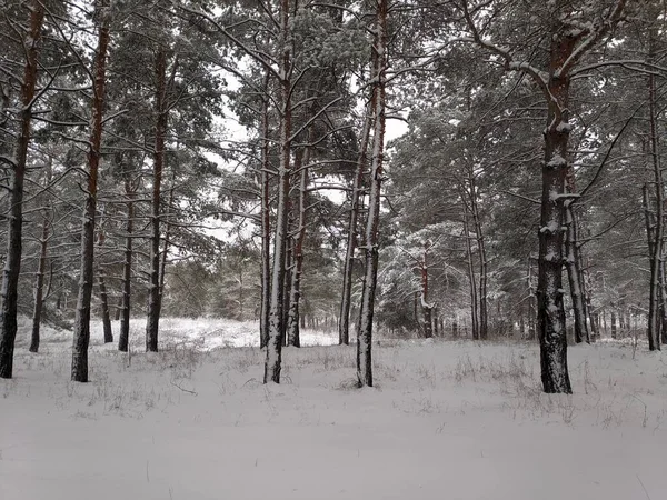Лесной Пейзаж Зимний Лес Деревья Снегу Сосновый Лес Зимой Лесу — стоковое фото