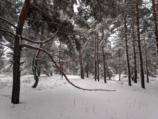 Orman Manzarası Kış Ormanı Kardaki Ağaçlar Kışın Çam Ormanı Ormanda — Stok fotoğraf