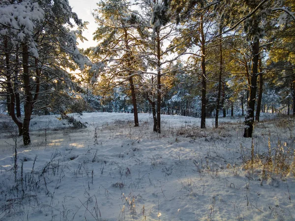 Paisagem Florestal Floresta Inverno Árvores Neve Floresta Pinheiros Inverno Muita — Fotografia de Stock