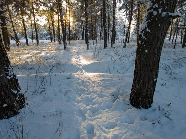 Лісовий Пейзаж Зимовий Ліс Дерева Снігу Сосновий Ліс Взимку Багато — стокове фото