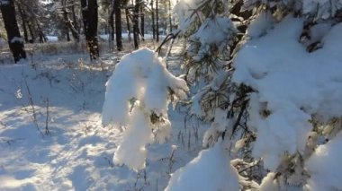 Orman manzarası. Kış ormanı Kardaki ağaçlar. Kışın çam ormanı. Ormanda bir sürü beyaz kar var. Doğal manzara. Yaşlı ağaçlar. Uzun çamlar. Doğa yürüyüşü.