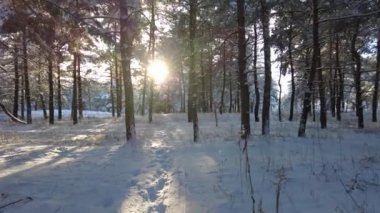 Orman manzarası. Kış ormanı Kardaki ağaçlar. Kışın çam ormanı. Ormanda bir sürü beyaz kar var. Doğal manzara. Yaşlı ağaçlar. Uzun çamlar. Doğa yürüyüşü.