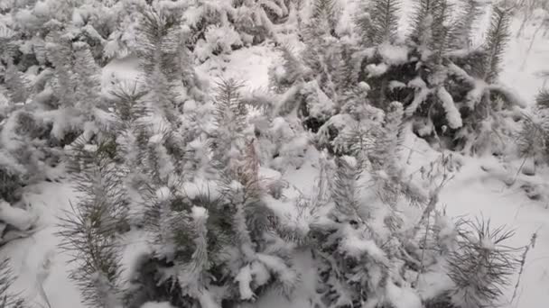 Лесной Пейзаж Зимний Лес Деревья Снегу Сосновый Лес Зимой Лесу — стоковое видео