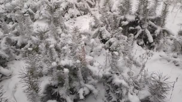 Paisagem Florestal Floresta Inverno Árvores Neve Floresta Pinheiros Inverno Muita — Vídeo de Stock