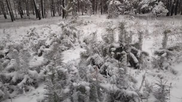 Paisagem Florestal Floresta Inverno Árvores Neve Floresta Pinheiros Inverno Muita — Vídeo de Stock