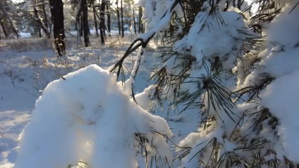 Paisagem Florestal Floresta Inverno Árvores Neve Floresta Pinheiros Inverno Muita — Vídeo de Stock