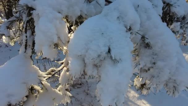 Paesaggio Forestale Foresta Invernale Alberi Nella Neve Pineta Inverno Sacco — Video Stock
