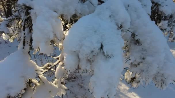 Paisagem Florestal Floresta Inverno Árvores Neve Floresta Pinheiros Inverno Muita — Vídeo de Stock