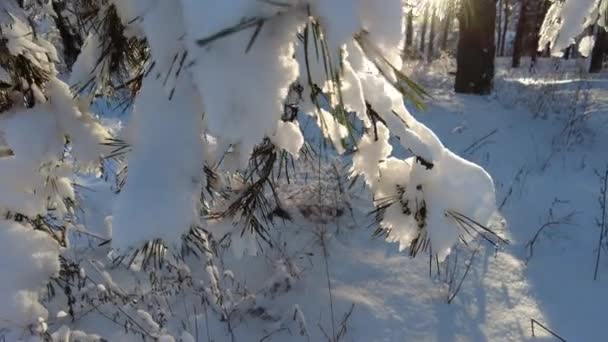 Skogslandskap Vinterskog Träd Snön Tallskog Vintern Mycket Vit Snö Skogen — Stockvideo