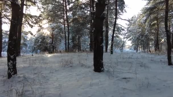 Skovlandskab Vinterskov Træer Sneen Fyrreskov Vinteren Masse Hvid Sne Skoven – Stock-video
