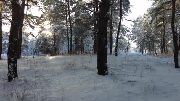 Skoglandskap Vinterskogen Trær Snøen Furuskog Vinteren Mye Hvit Snø Skogen – stockvideo