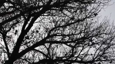 Orman manzarası. Eski orman. Ağaçlar gökyüzüne karşı. Doğal manzara. Ormanda gün batımı. Güneş ağaçları aydınlatıyor. ağaç dalları.