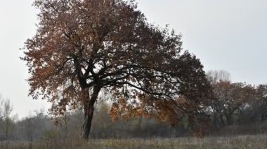Orman manzarası. Eski orman. Ağaçlar gökyüzüne karşı. Doğal manzara. Ormanda gün batımı. Güneş ağaçları aydınlatıyor. ağaç dalları.