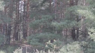 Orman manzarası. Eski orman. Ağaçlar gökyüzüne karşı. Doğal manzara. Ormanda gün batımı. Güneş ağaçları aydınlatıyor. ağaç dalları.