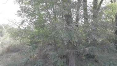 Orman manzarası. Eski orman. Ağaçlar gökyüzüne karşı. Doğal manzara. Ormanda gün batımı. Güneş ağaçları aydınlatıyor. ağaç dalları.