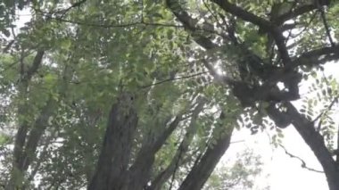 Orman manzarası. Eski orman. Ağaçlar gökyüzüne karşı. Doğal manzara. Ormanda gün batımı. Güneş ağaçları aydınlatıyor. ağaç dalları.