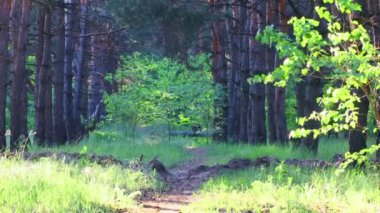 Orman manzarası. Eski orman. Ağaçlar gökyüzüne karşı. Doğal manzara. Ormanda gün batımı. Güneş ağaçları aydınlatıyor. ağaç dalları.