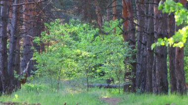 Orman manzarası. Eski orman. Ağaçlar gökyüzüne karşı. Doğal manzara. Ormanda gün batımı. Güneş ağaçları aydınlatıyor. ağaç dalları.