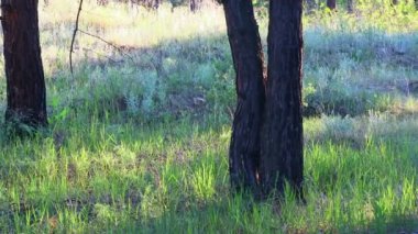 Orman manzarası. Eski orman. Ağaçlar gökyüzüne karşı. Doğal manzara. Ormanda gün batımı. Güneş ağaçları aydınlatıyor. ağaç dalları.
