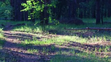 Orman manzarası. Eski orman. Ağaçlar gökyüzüne karşı. Doğal manzara. Ormanda gün batımı. Güneş ağaçları aydınlatıyor. ağaç dalları.