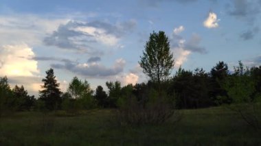 Orman manzarası. Eski orman. Ağaçlar gökyüzüne karşı. Doğal manzara. Ormanda gün batımı. Güneş ağaçları aydınlatıyor. ağaç dalları.