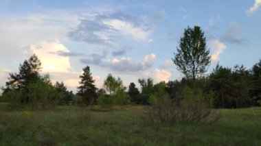 Orman manzarası. Eski orman. Ağaçlar gökyüzüne karşı. Doğal manzara. Ormanda gün batımı. Güneş ağaçları aydınlatıyor. ağaç dalları.