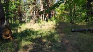 Orman manzarası. Eski orman. Ağaçlar gökyüzüne karşı. Doğal manzara. Ormanda gün batımı. Güneş ağaçları aydınlatıyor. ağaç dalları.