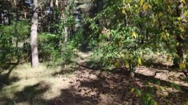 Orman manzarası. Eski orman. Ağaçlar gökyüzüne karşı. Doğal manzara. Ormanda gün batımı. Güneş ağaçları aydınlatıyor. ağaç dalları.