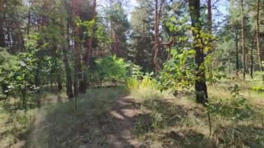 Orman manzarası. Eski orman. Ağaçlar gökyüzüne karşı. Doğal manzara. Ormanda gün batımı. Güneş ağaçları aydınlatıyor. ağaç dalları.