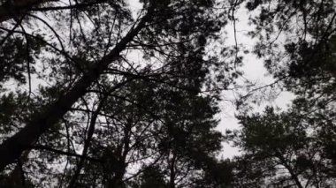 Orman manzarası. Eski orman. Ağaçlar gökyüzüne karşı. Doğal manzara. Ormanda gün batımı. Güneş ağaçları aydınlatıyor. ağaç dalları.