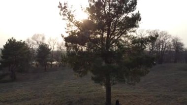 Orman manzarası. Eski orman. Ağaçlar gökyüzüne karşı. Doğal manzara. Ormanda gün batımı. Güneş ağaçları aydınlatıyor. ağaç dalları.