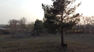 Orman manzarası. Eski orman. Ağaçlar gökyüzüne karşı. Doğal manzara. Ormanda gün batımı. Güneş ağaçları aydınlatıyor. ağaç dalları.