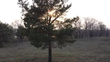 Orman manzarası. Eski orman. Ağaçlar gökyüzüne karşı. Doğal manzara. Ormanda gün batımı. Güneş ağaçları aydınlatıyor. ağaç dalları.