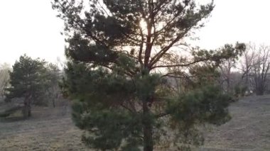 Orman manzarası. Eski orman. Ağaçlar gökyüzüne karşı. Doğal manzara. Ormanda gün batımı. Güneş ağaçları aydınlatıyor. ağaç dalları.