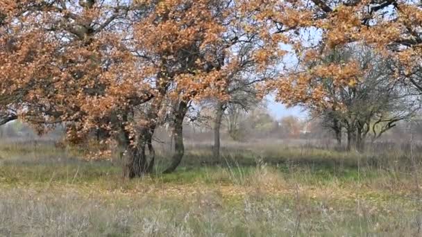 Paisagem Florestal Velha Floresta Árvores Contra Céu Paisagem Natural Amanhecer — Vídeo de Stock