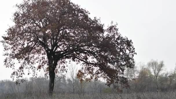 Paesaggio Forestale Vecchia Foresta Alberi Contro Cielo Paesaggio Naturale Alba — Video Stock