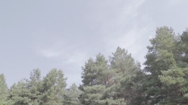 Лісовий Пейзаж Старий Ліс Дерева Проти Неба Природний Ландшафт Світанок — стокове відео
