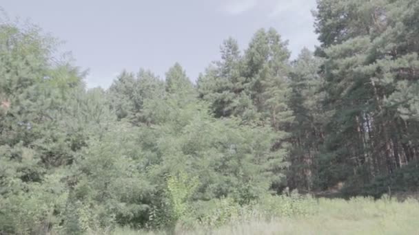 Paesaggio Forestale Vecchia Foresta Alberi Contro Cielo Paesaggio Naturale Alba — Video Stock