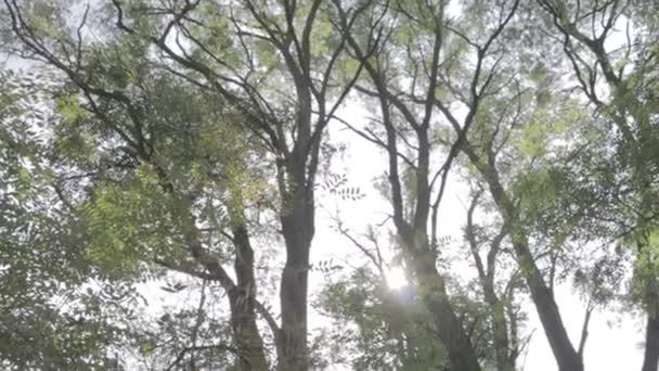 森の風景 古い森だ 空に対する木 自然の風景 森の中の日没の夜明け 太陽が木々の間を照りつける 木の枝 — ストック動画