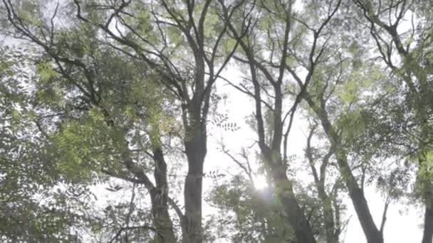 Skoglandskap Gammel Skog Trær Mot Himmelen Naturlandskap Solnedgang Skogen Solstråler – stockvideo