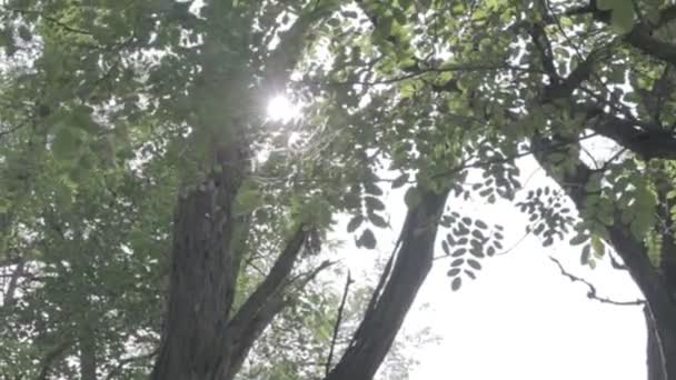 Skogslandskap Gammal Skog Träd Mot Himlen Naturlandskap Solnedgång Gryning Skogen — Stockvideo