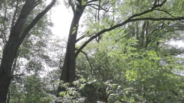 森林景观 老森林 树顶着天空 自然景观 黎明时分 森林里 阳光穿过树林 — 图库视频影像
