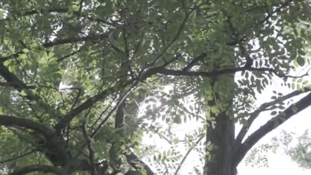 Boslandschap Oud Bos Bomen Tegen Hemel Natuurlijk Landschap Zonsondergang Het — Stockvideo