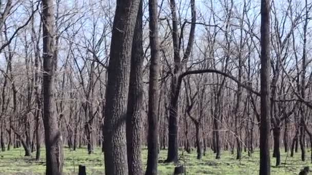 Orman Manzarası Eski Orman Ağaçlar Gökyüzüne Karşı Doğal Manzara Ormanda — Stok video